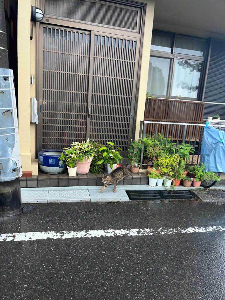 2026 Japonya yolculuğundan: Yanesen geleneksel ev ve kedi